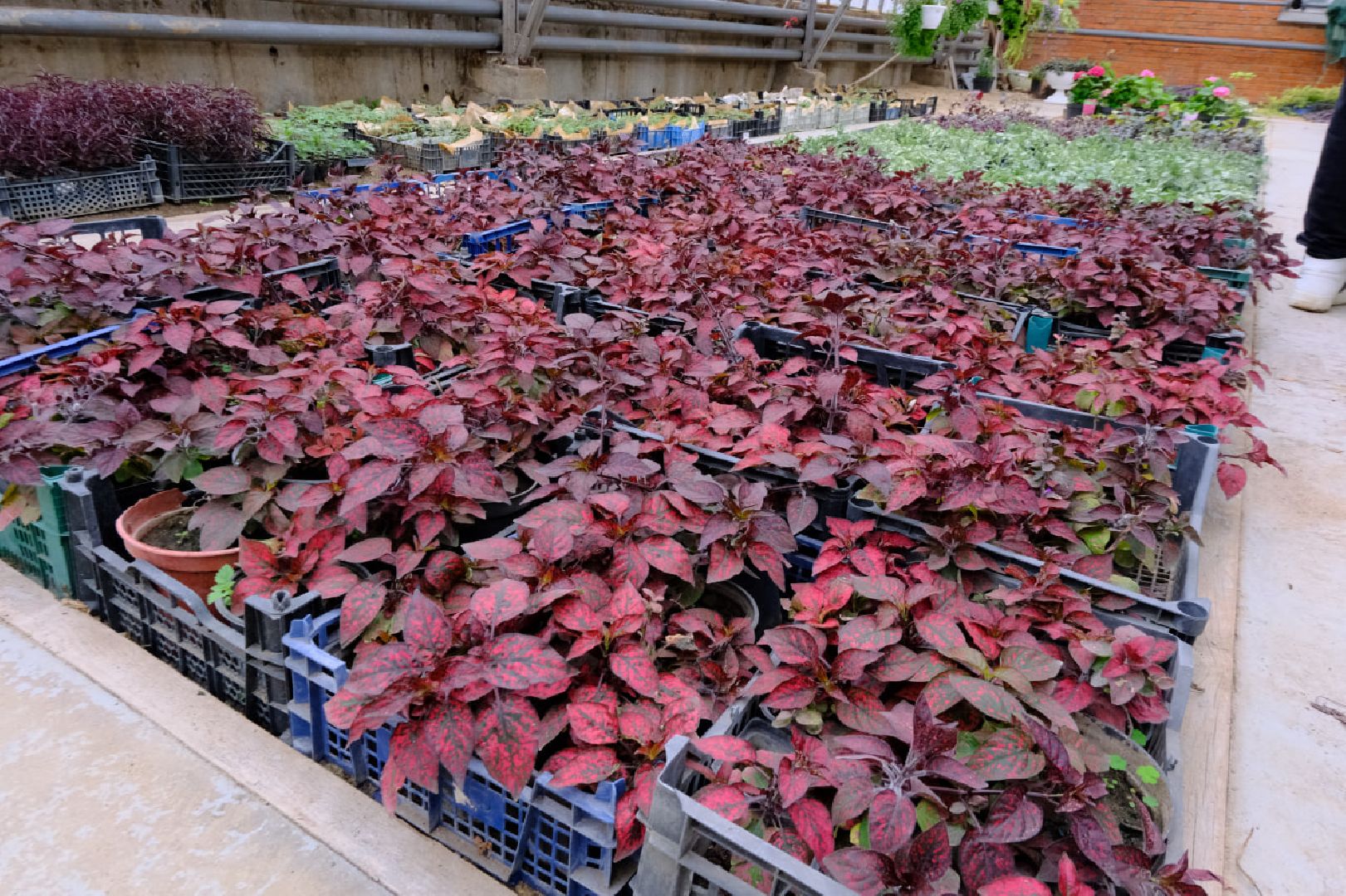 пущино, благоустойство, цветы,