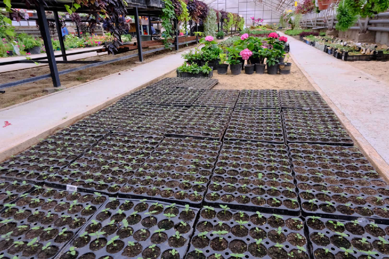 пущино, благоустойство, цветы,