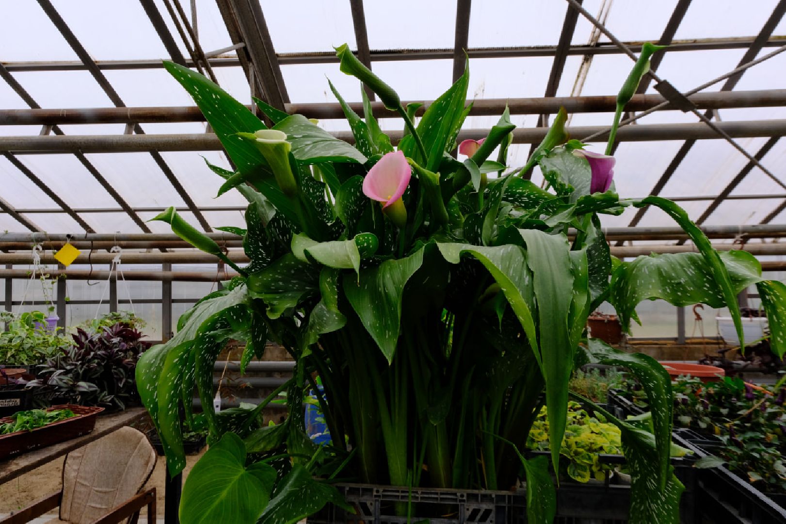 пущино, благоустойство, цветы,