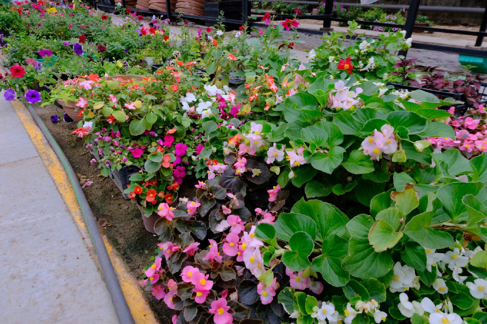 пущино, благоустойство, цветы,