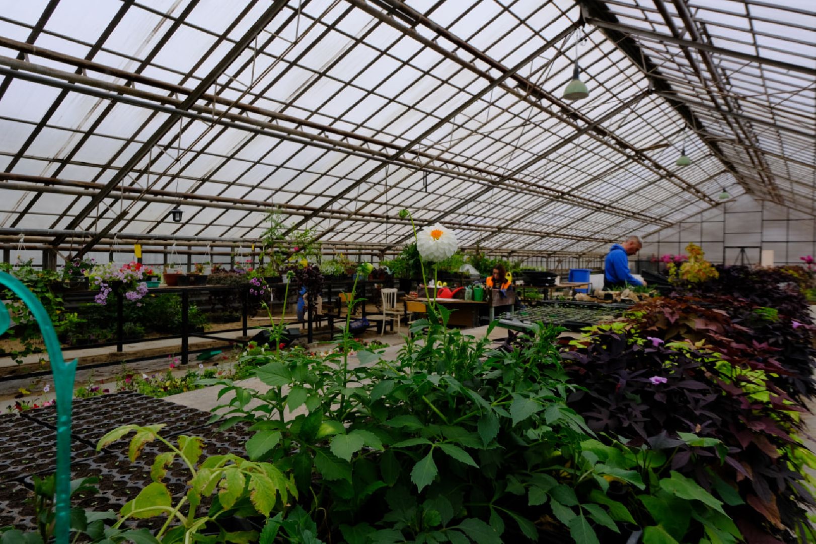 пущино, благоустойство, цветы,