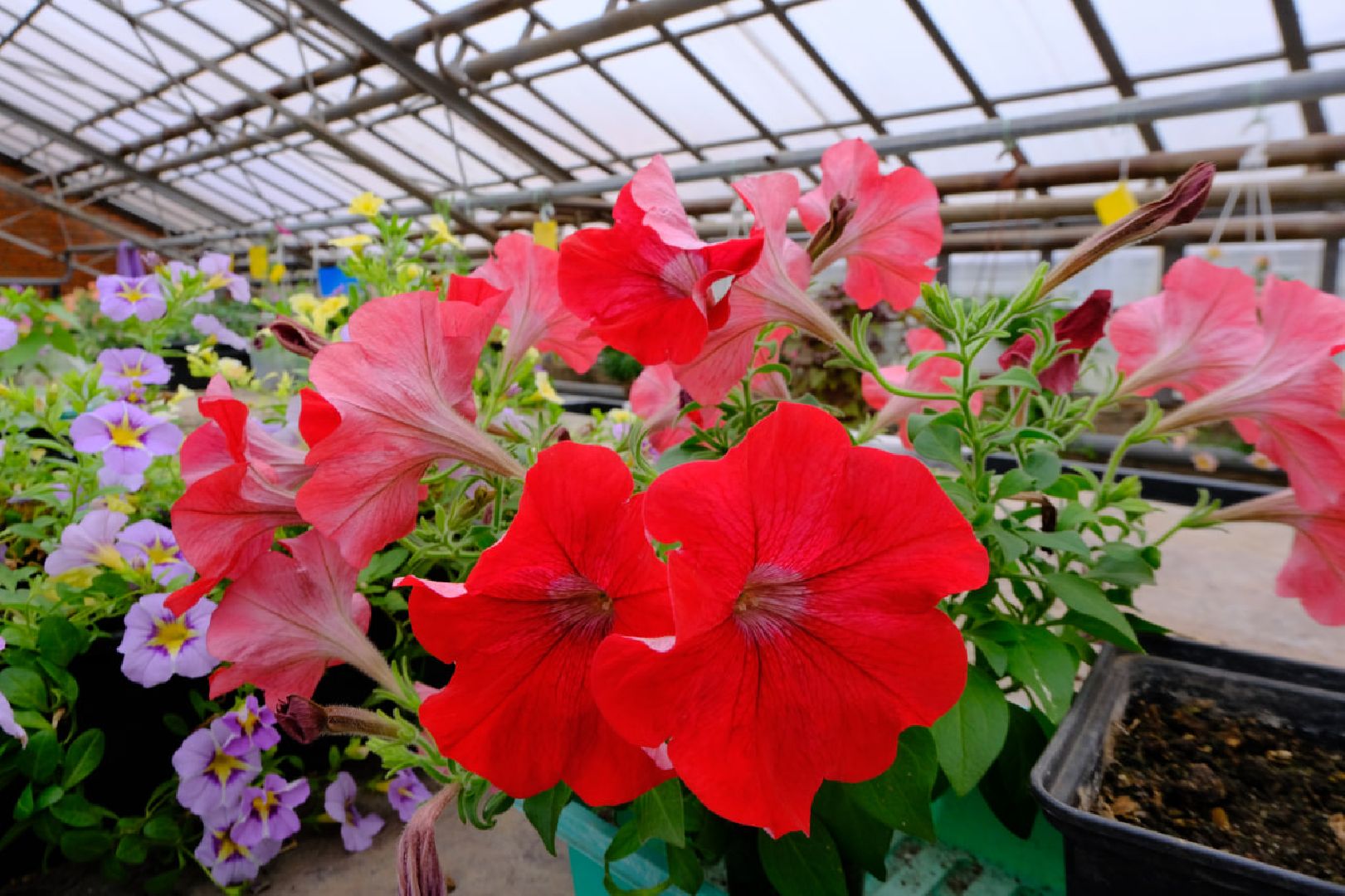 пущино, благоустойство, цветы,