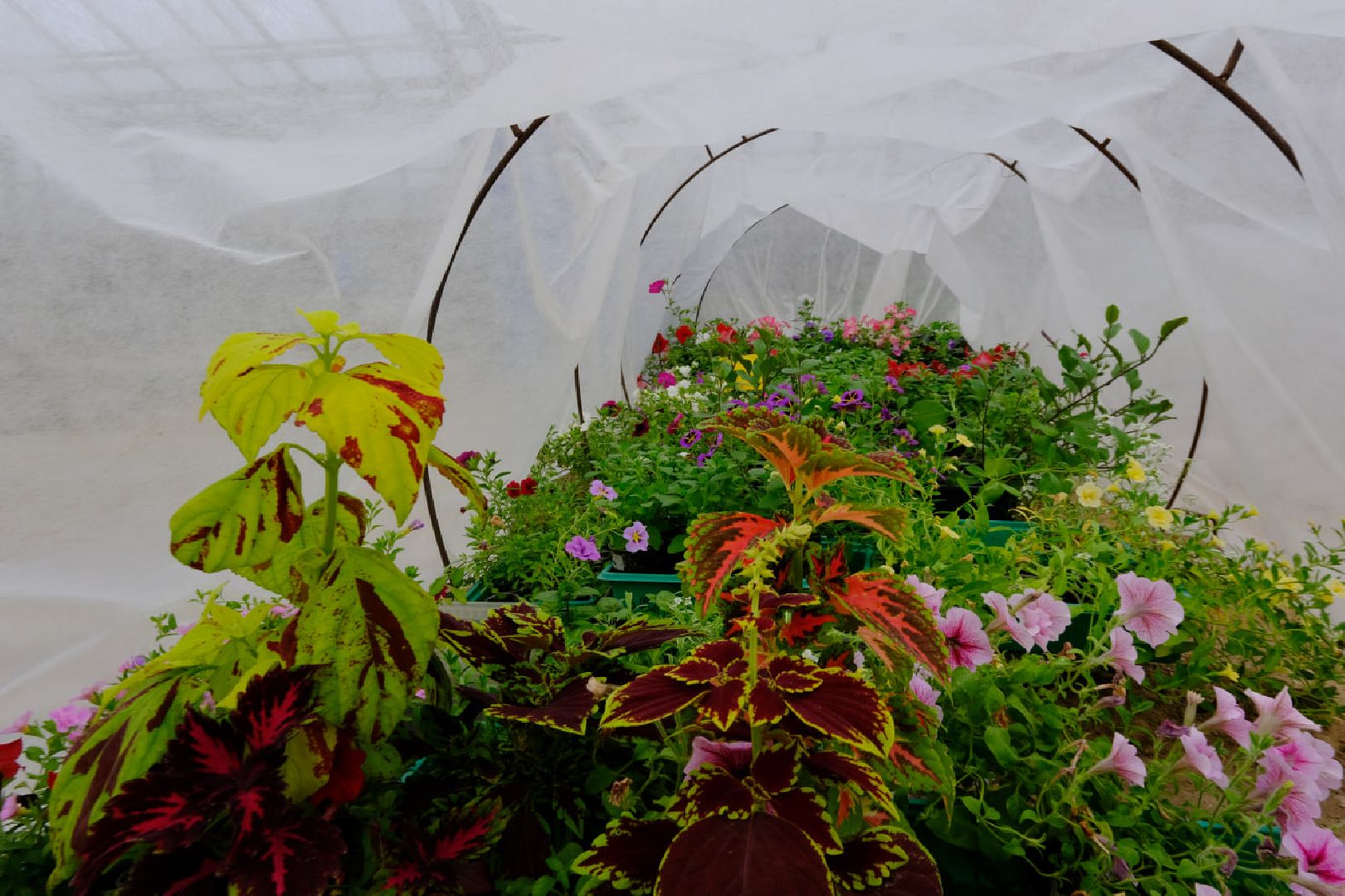 пущино, благоустойство, цветы,