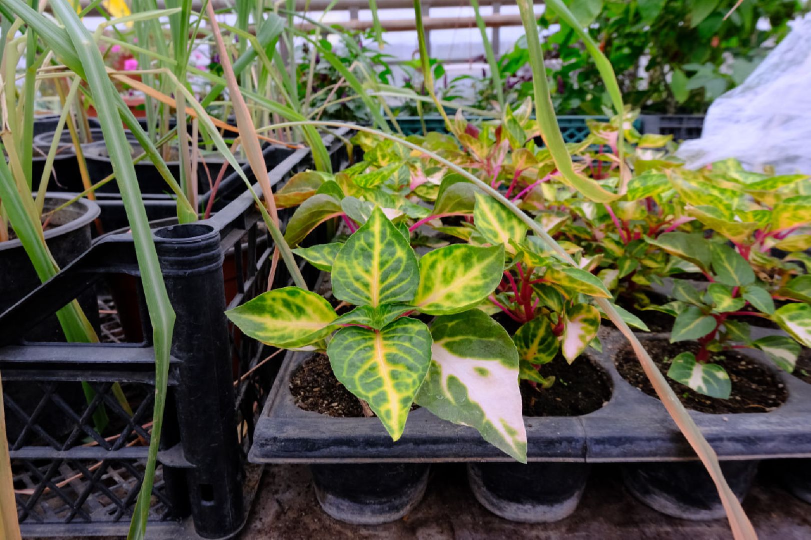 пущино, благоустойство, цветы,