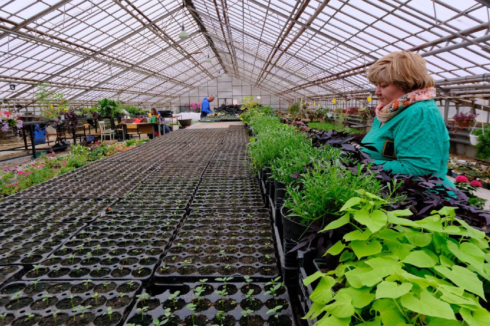 пущино, благоустойство, цветы,