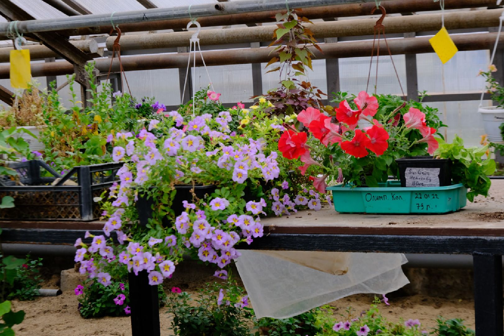 пущино, благоустойство, цветы,