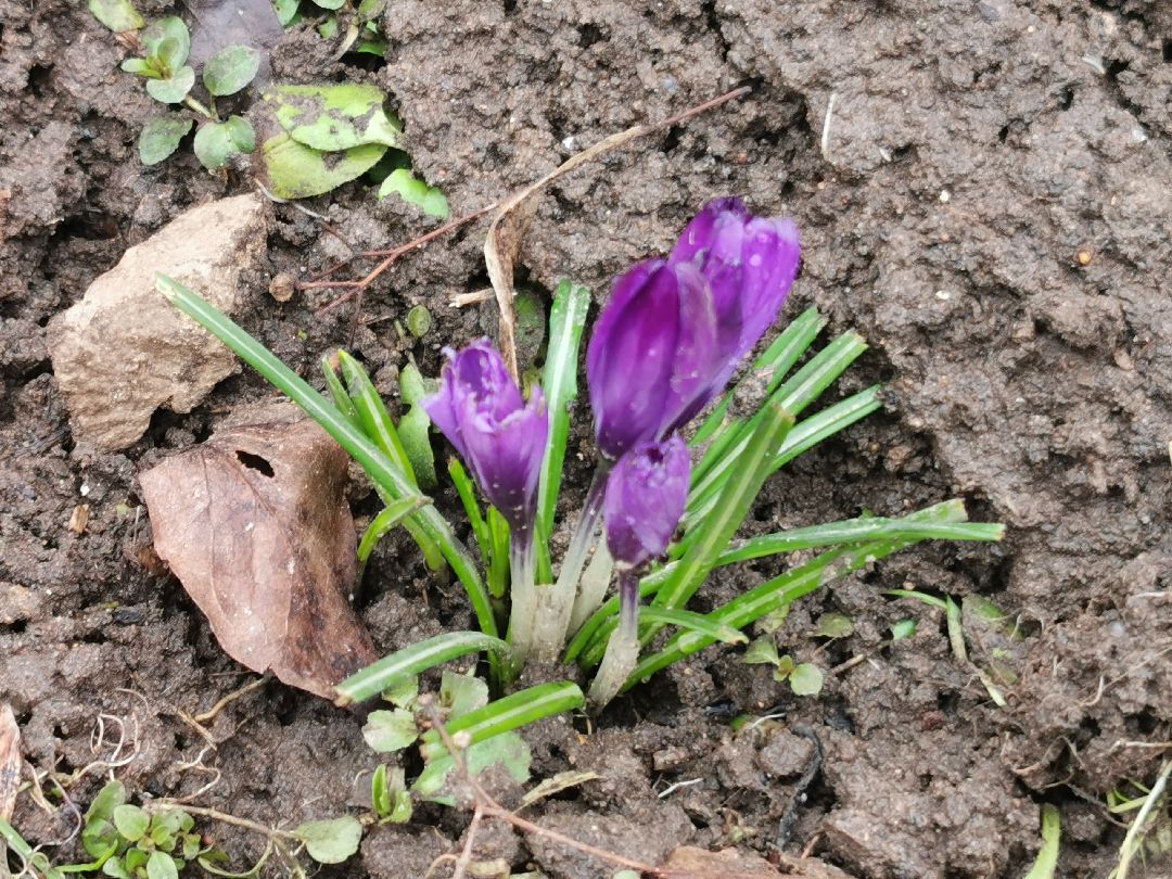 Подольск, перемены, цветы