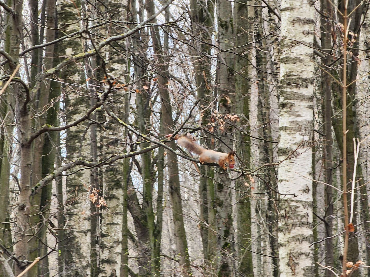 химки, парк, белки, общество,