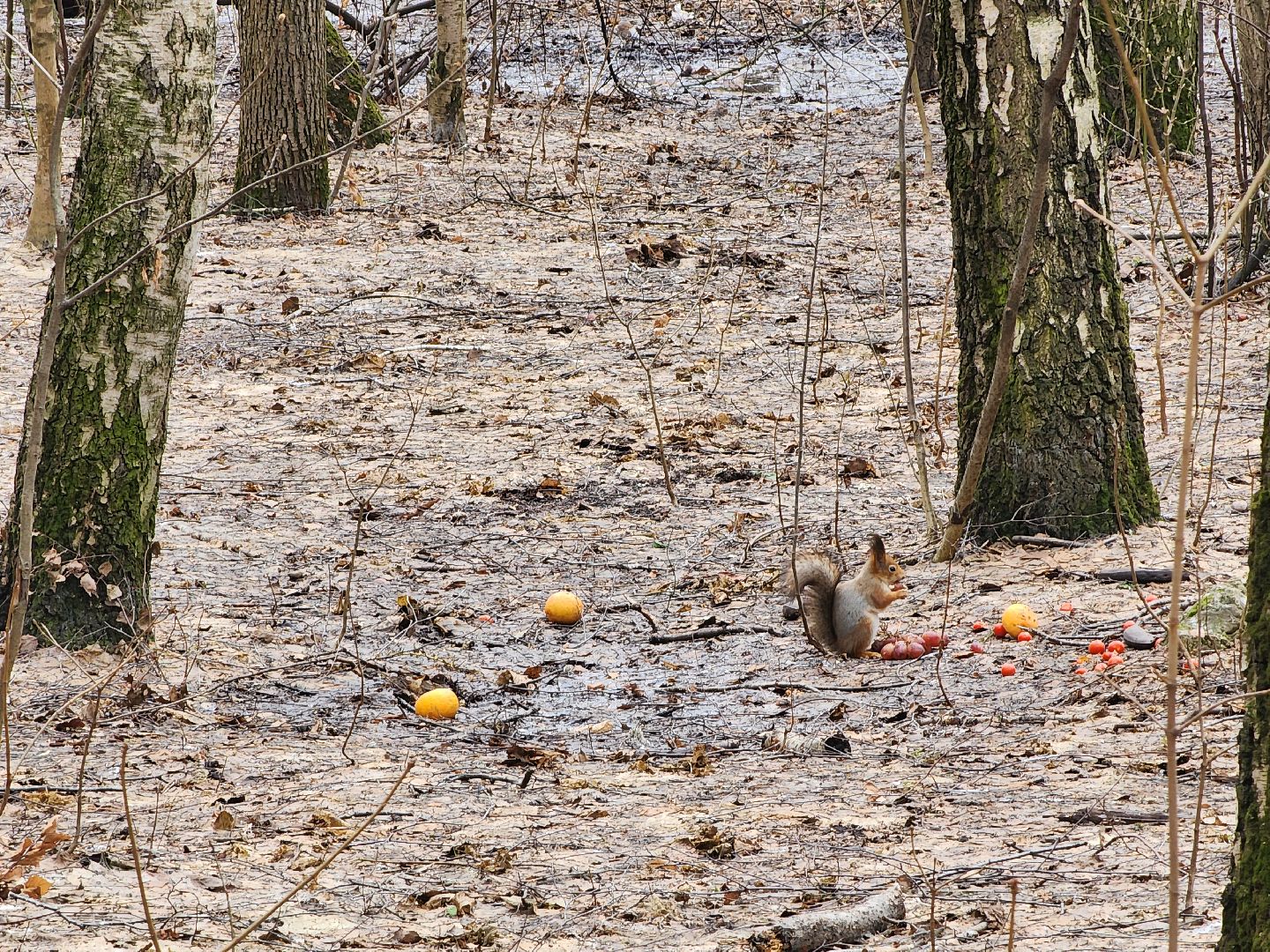 химки, парк, белки, общество,