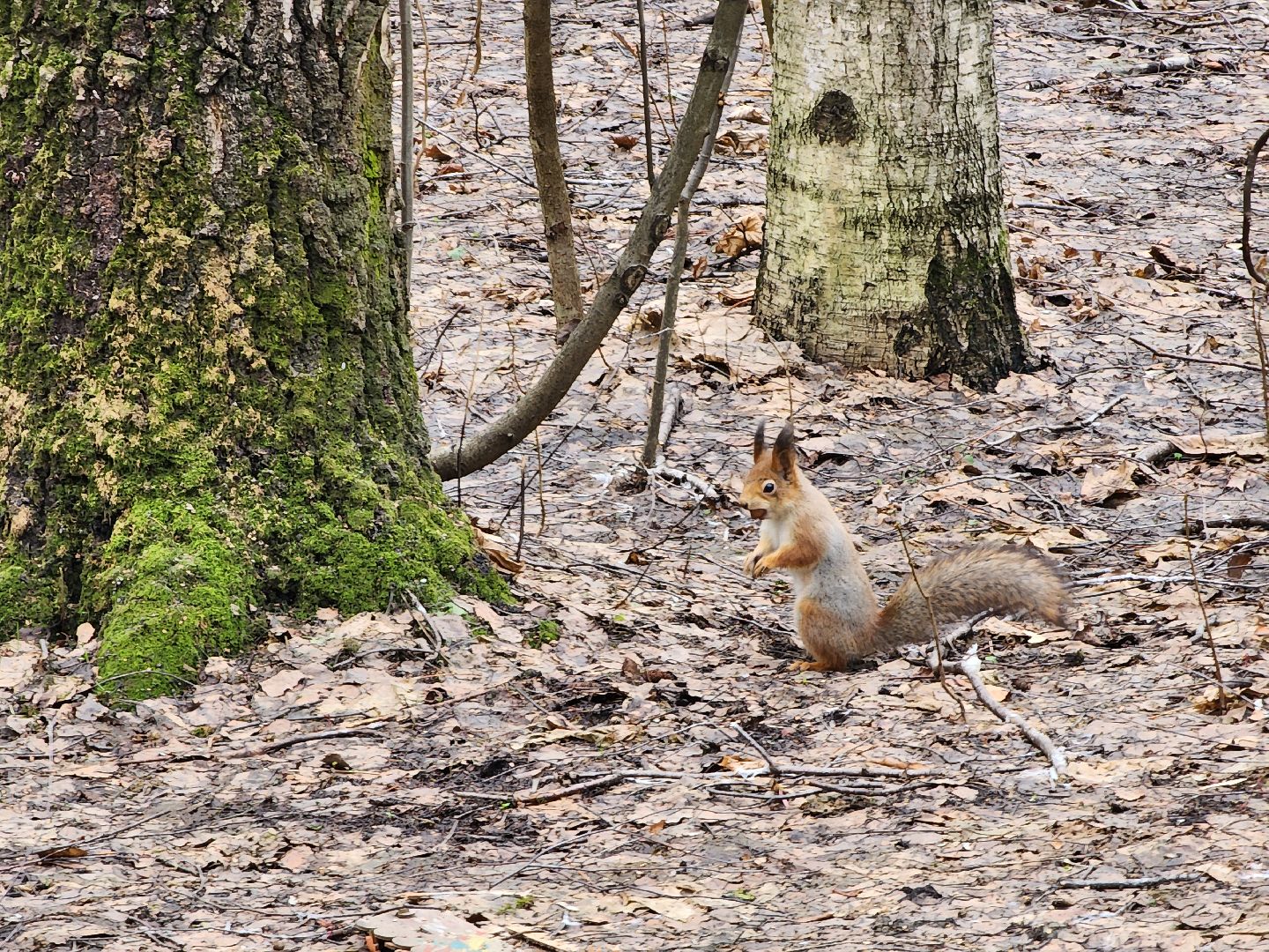 химки, парк, белки, общество,