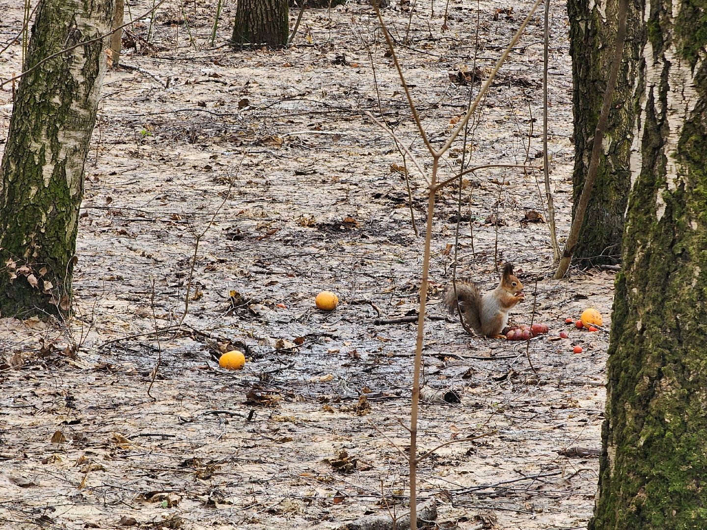 химки, парк, белки, общество,