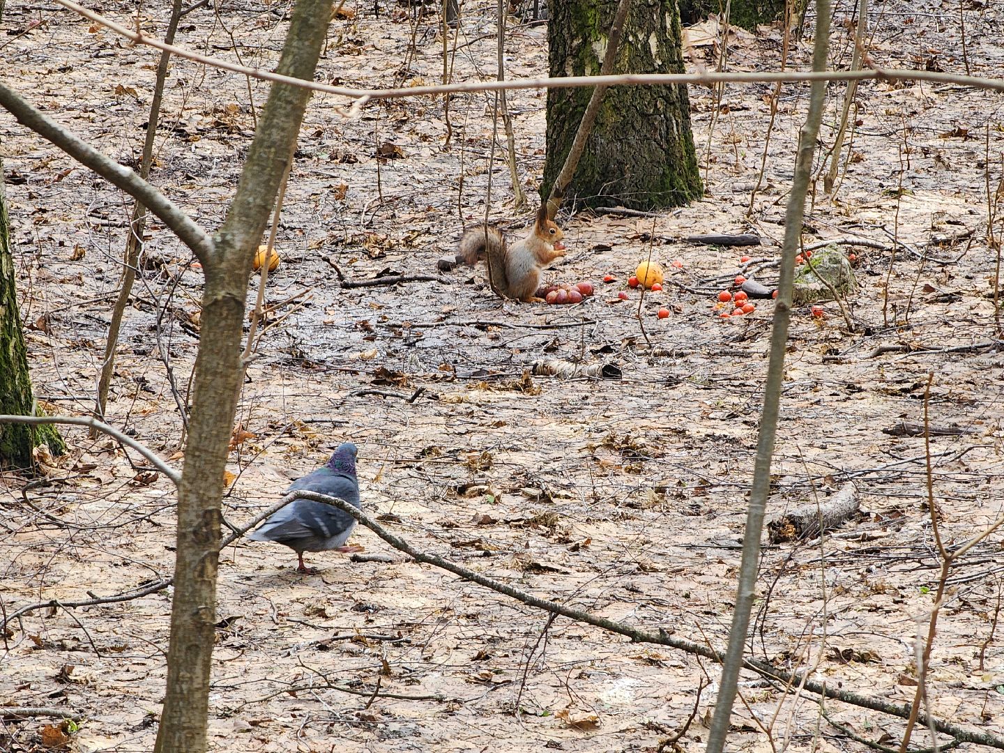 химки, парк, белки, общество,