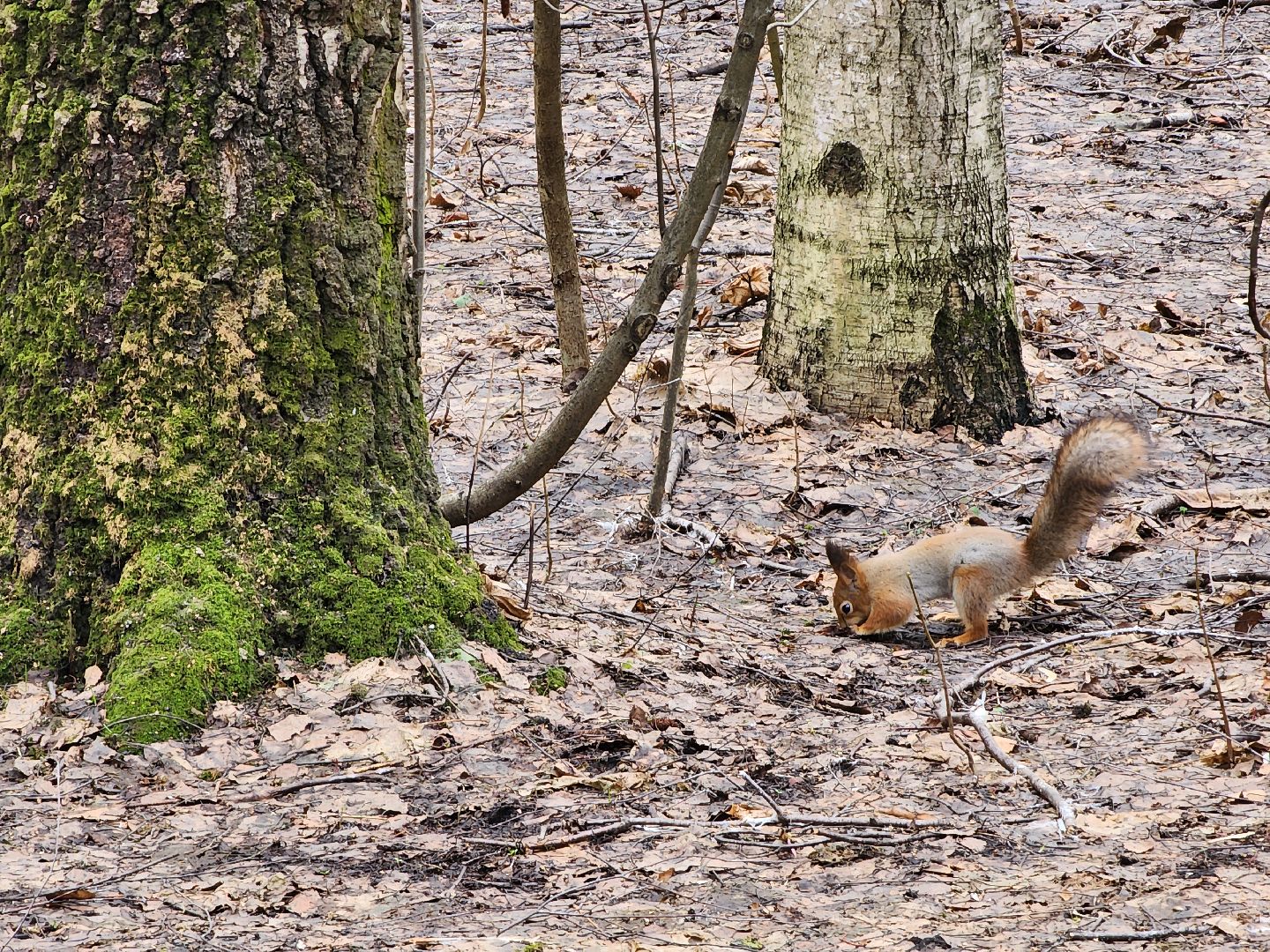 химки, парк, белки, общество,