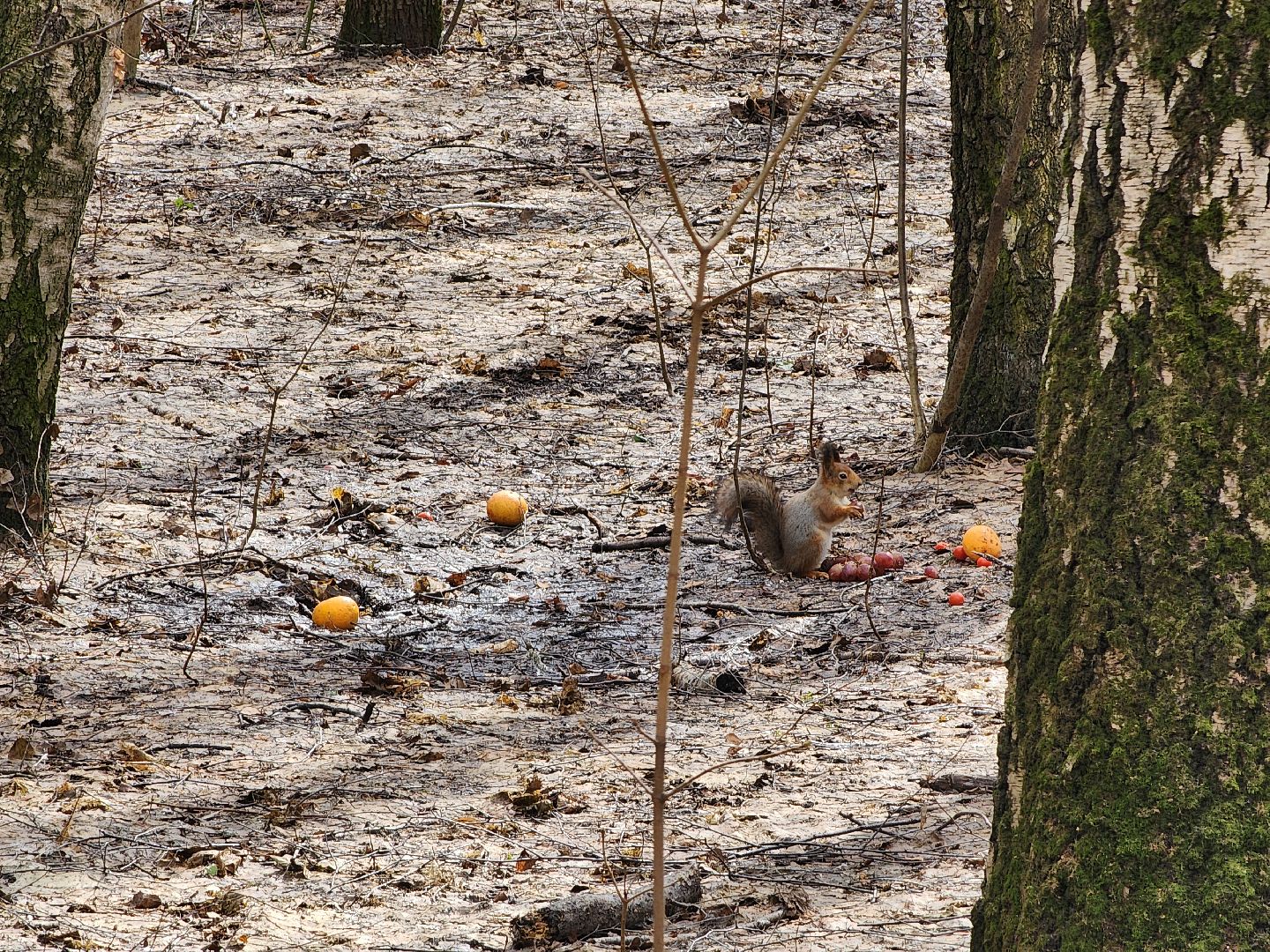 химки, парк, белки, общество,