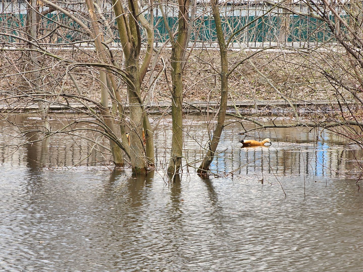 химки, общество, парк, утки,