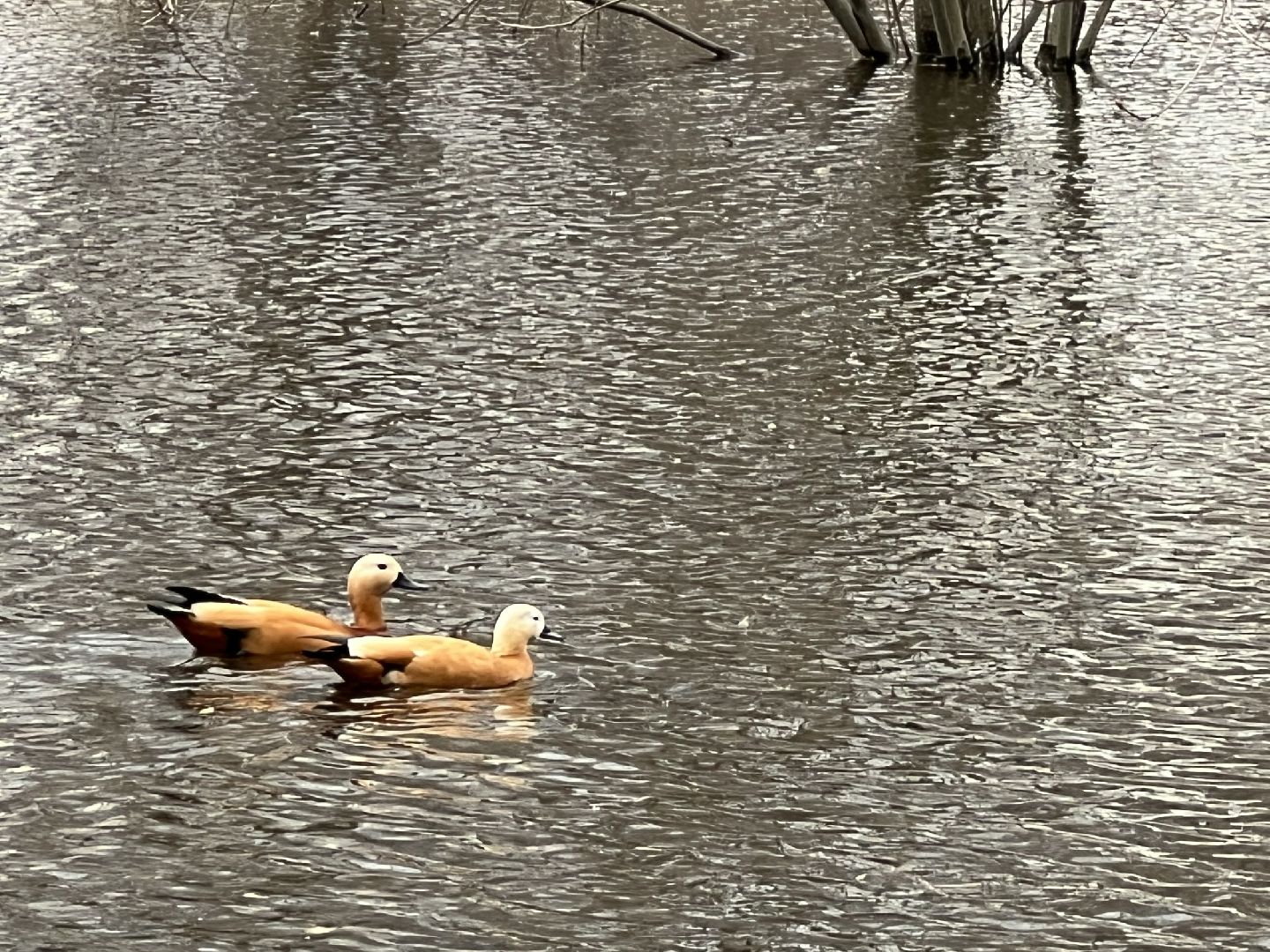 химки, общество, парк, утки,