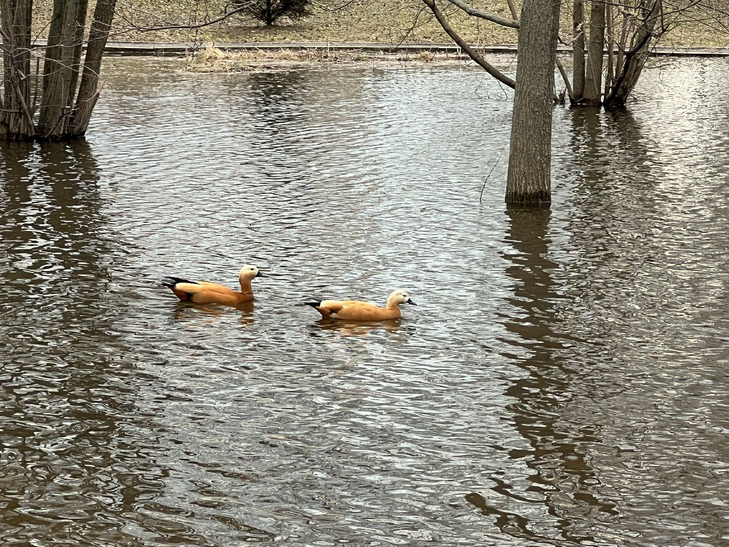 химки, общество, парк, утки,