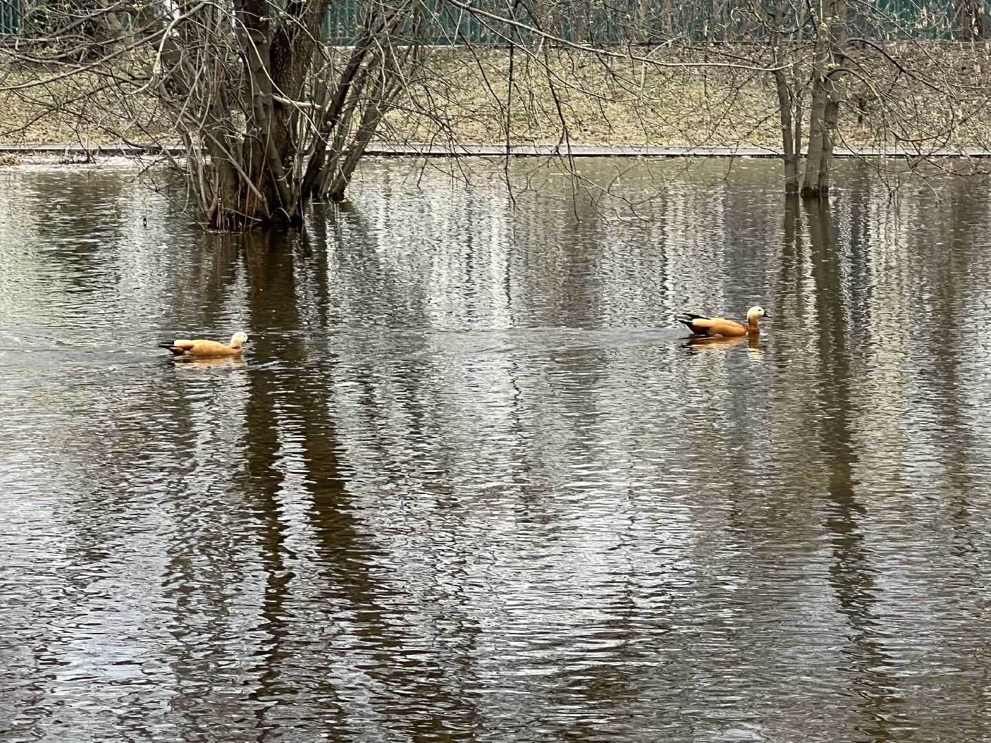 химки, общество, парк, утки,