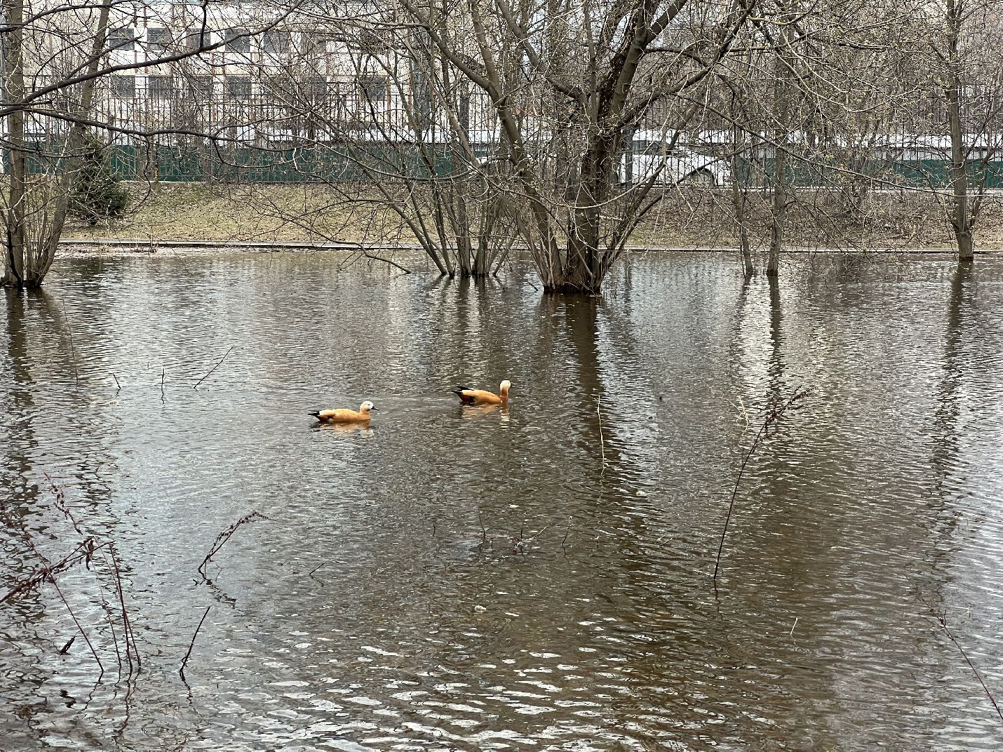 химки, общество, парк, утки,