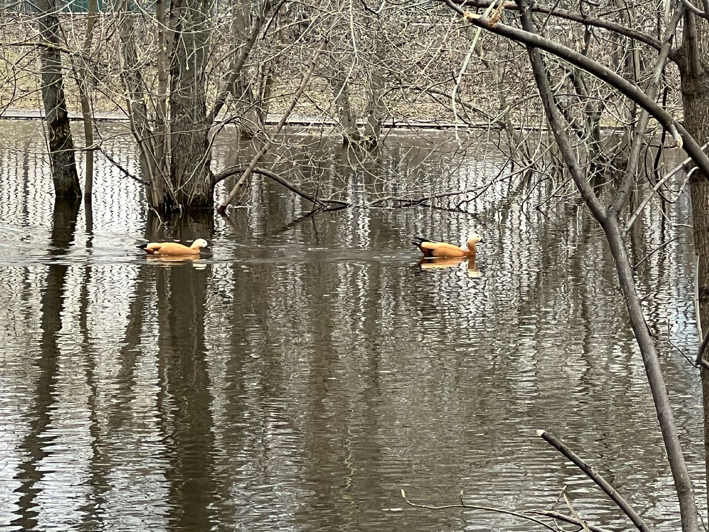 химки, общество, парк, утки,