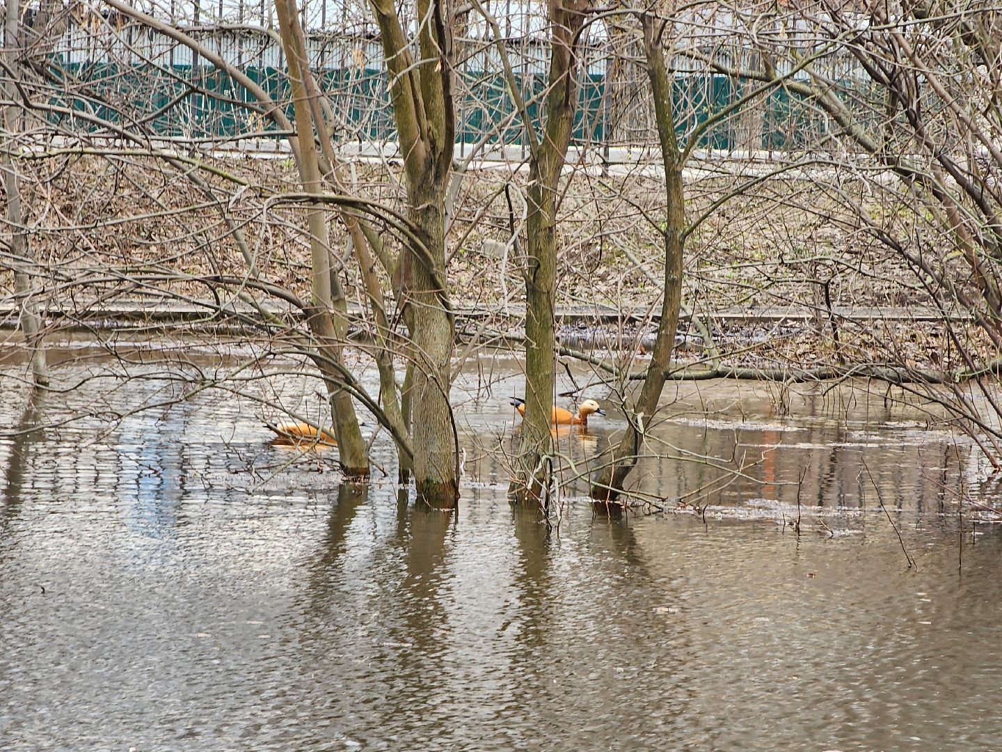 химки, общество, парк, утки,
