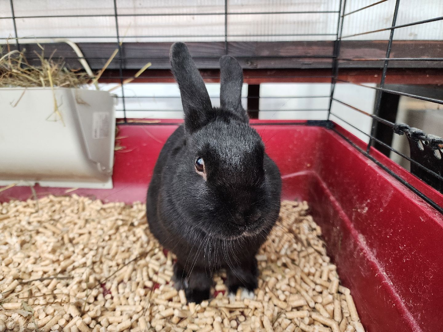 подольск, образование подмосковья, Оранжерея, Школьные проекты,