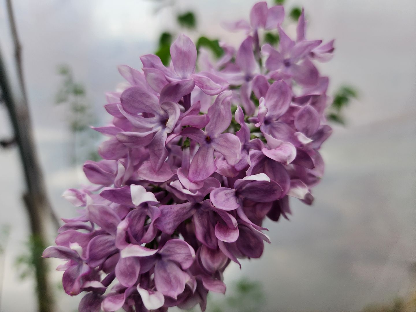 подольск, образование подмосковья, Оранжерея, Школьные проекты,