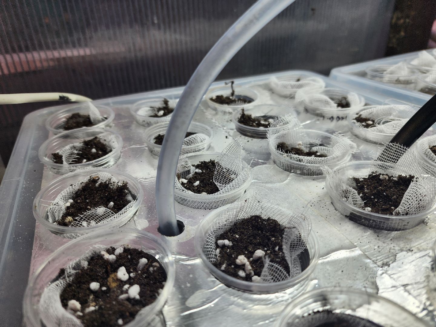 подольск, образование подмосковья, Оранжерея, Школьные проекты,