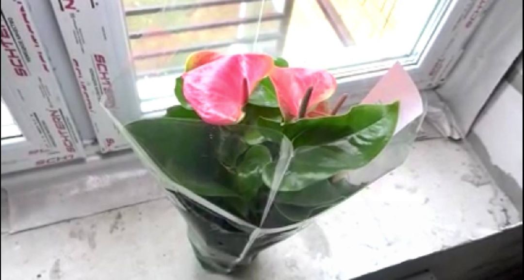 семья, жилье, квартира