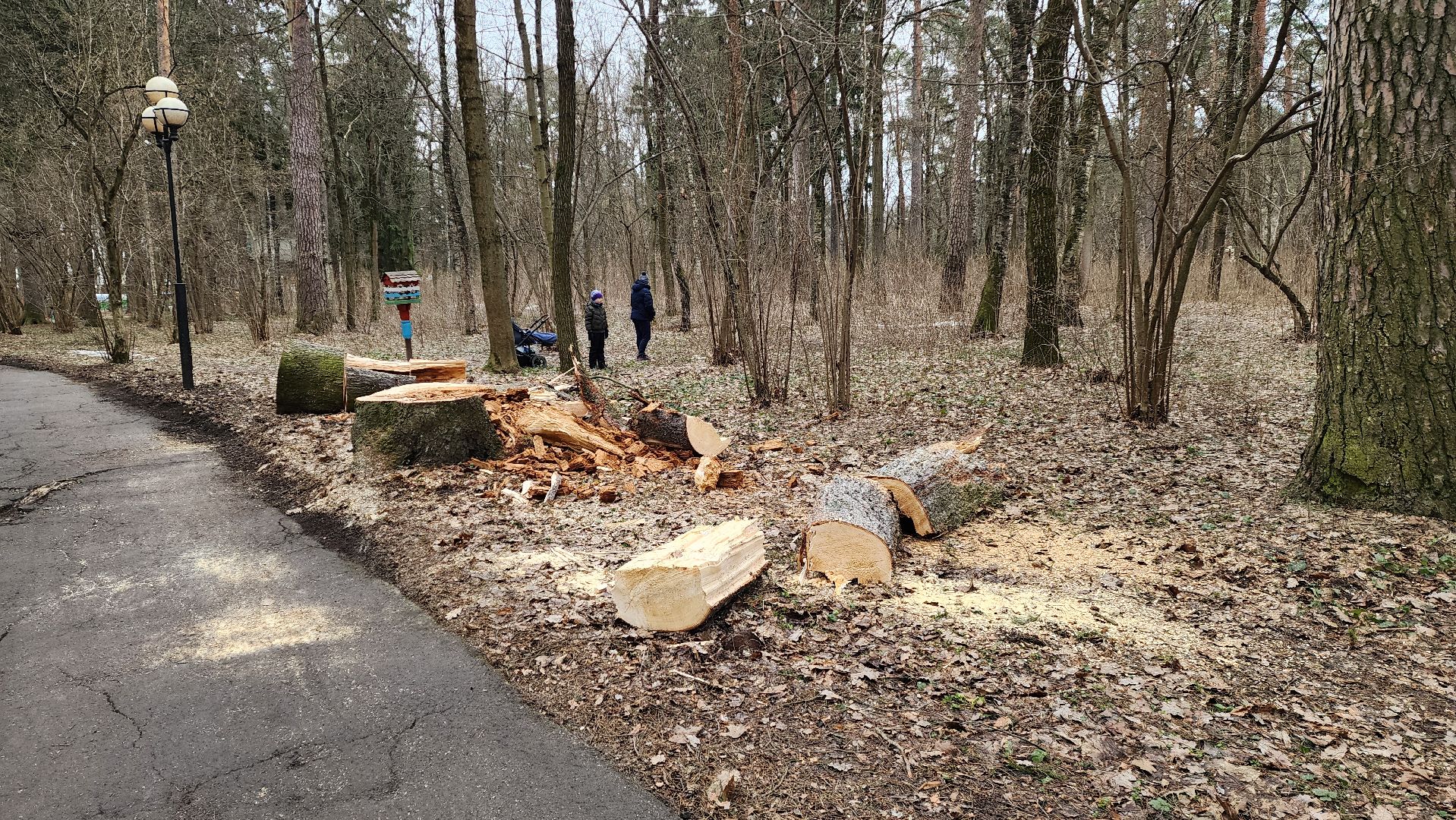 красногорск, детский городок, сильный ветер, непогода, упавшие деревья,