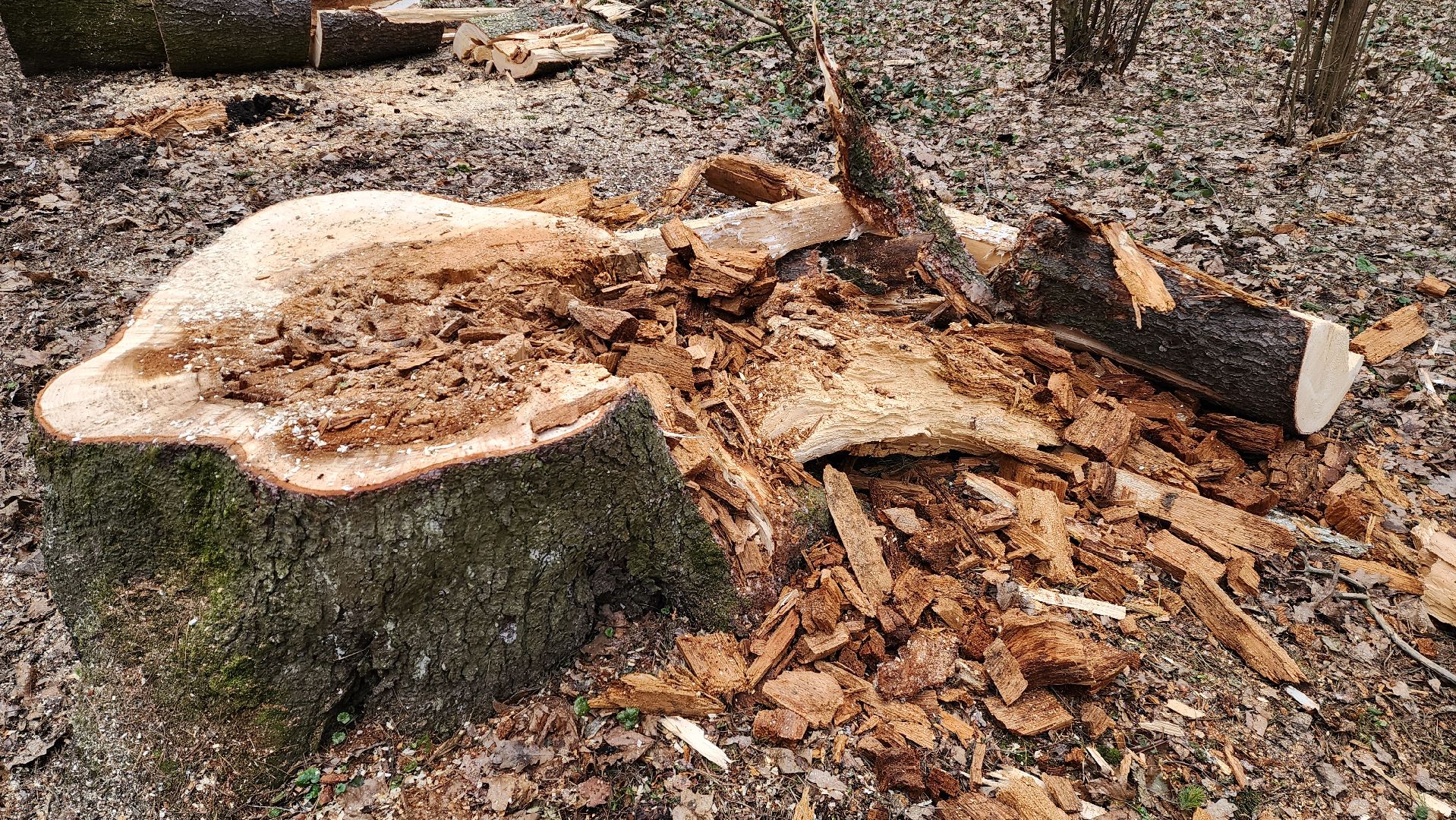 красногорск, детский городок, сильный ветер, непогода, упавшие деревья,