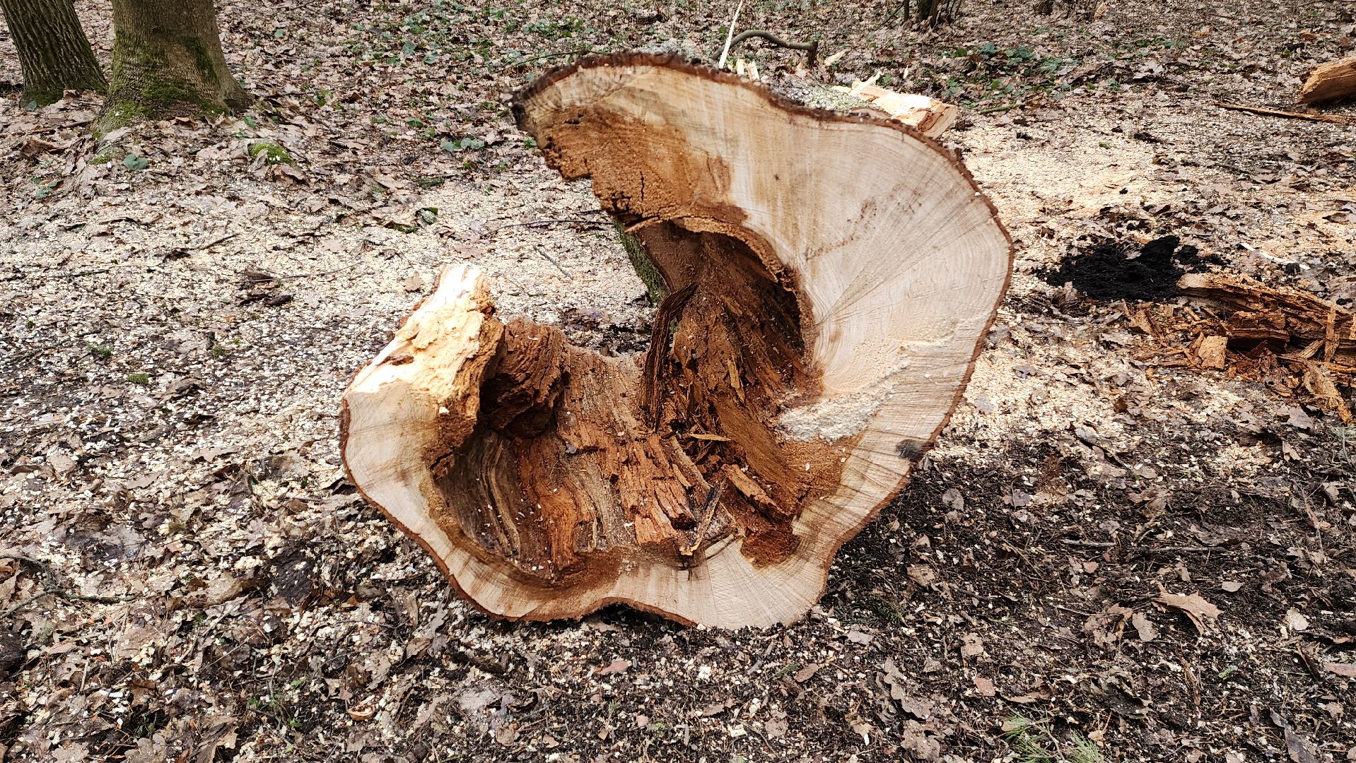 красногорск, детский городок, сильный ветер, непогода, упавшие деревья,