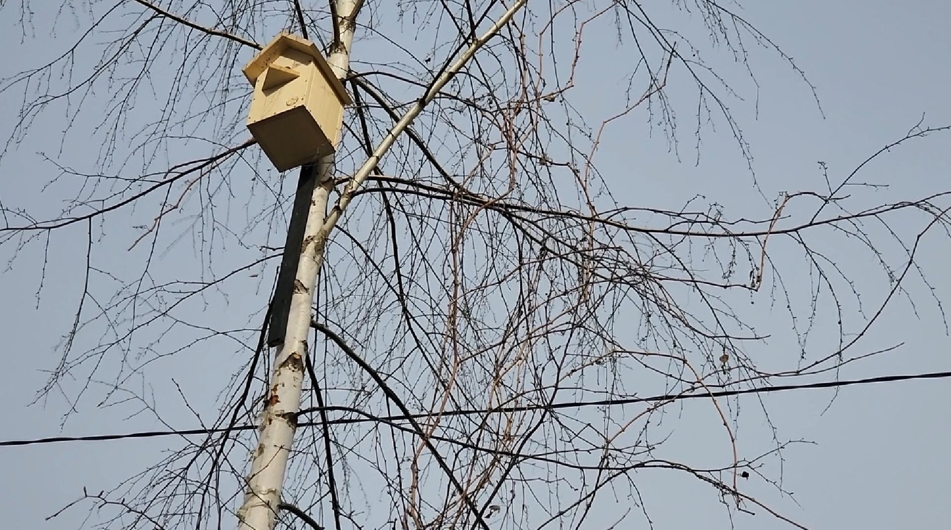 долгопрудный, x-легион, кинологи, скворечники, весна,