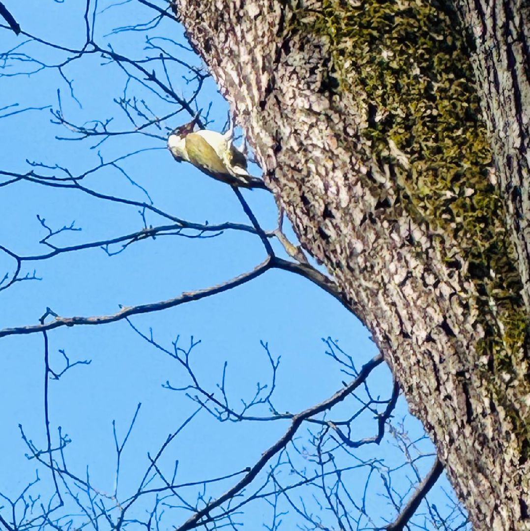 наро-фоминск,центральный парк наро-фоминска, наро-фоминский городской округ, день пернатых, зеленый дятел, красная книга,пернатые в парках,