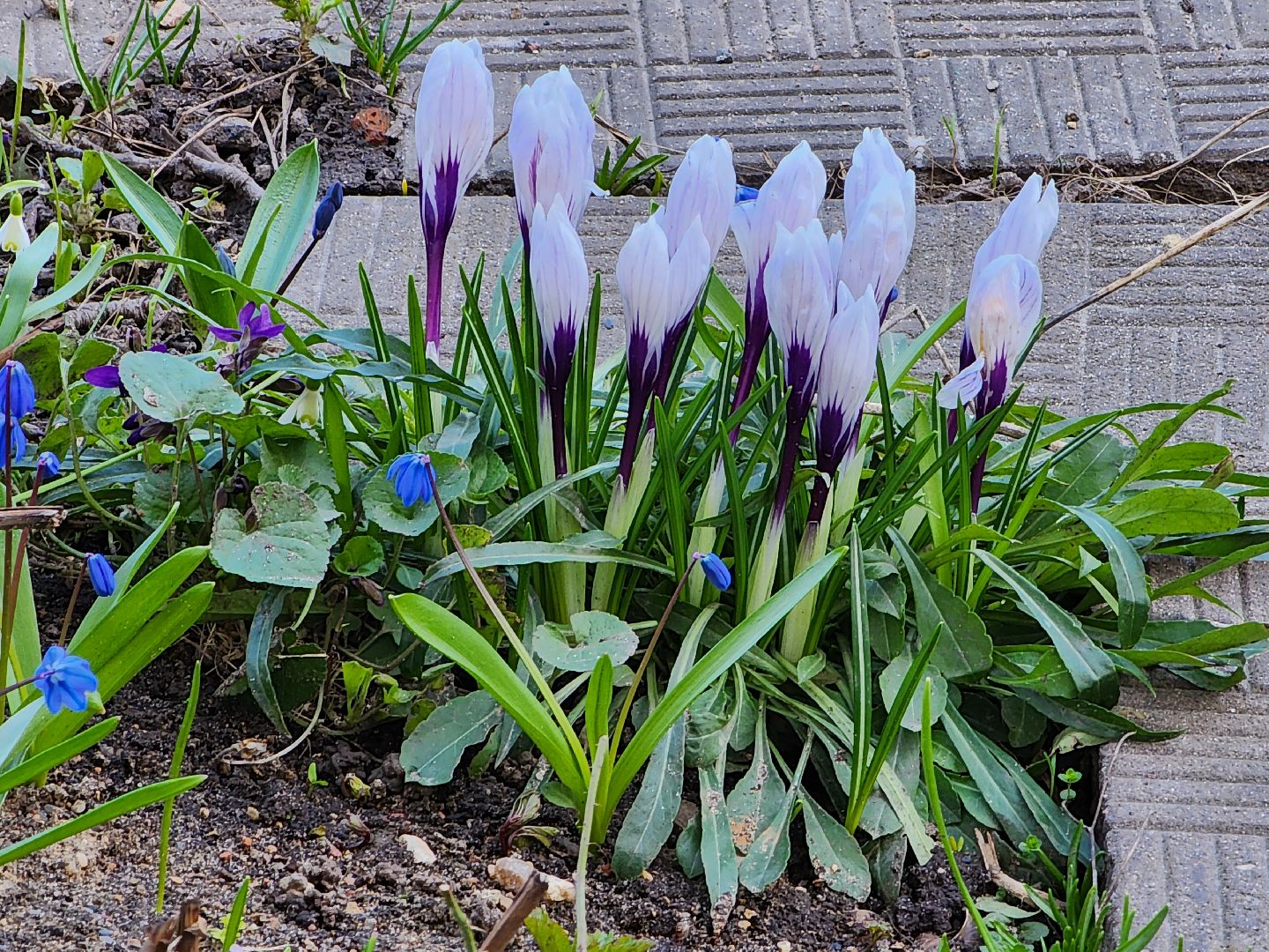 Первоцветы, клумбы, лобня,