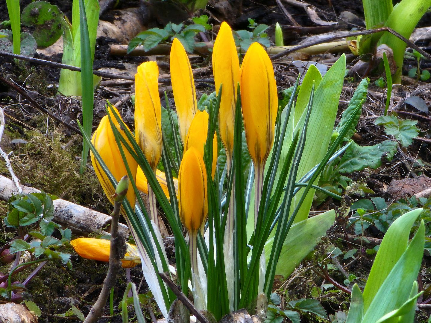 Первоцветы, клумбы, лобня,