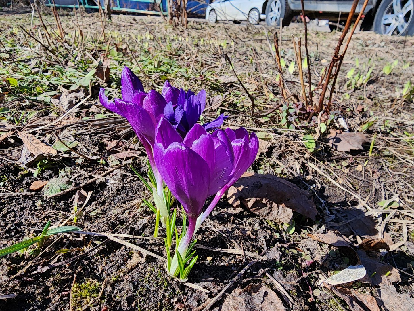 Первоцветы, клумбы, лобня,