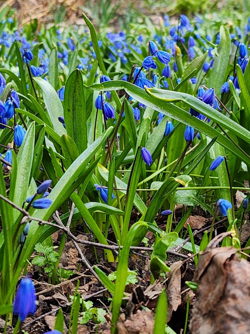 Первоцветы, клумбы, лобня,