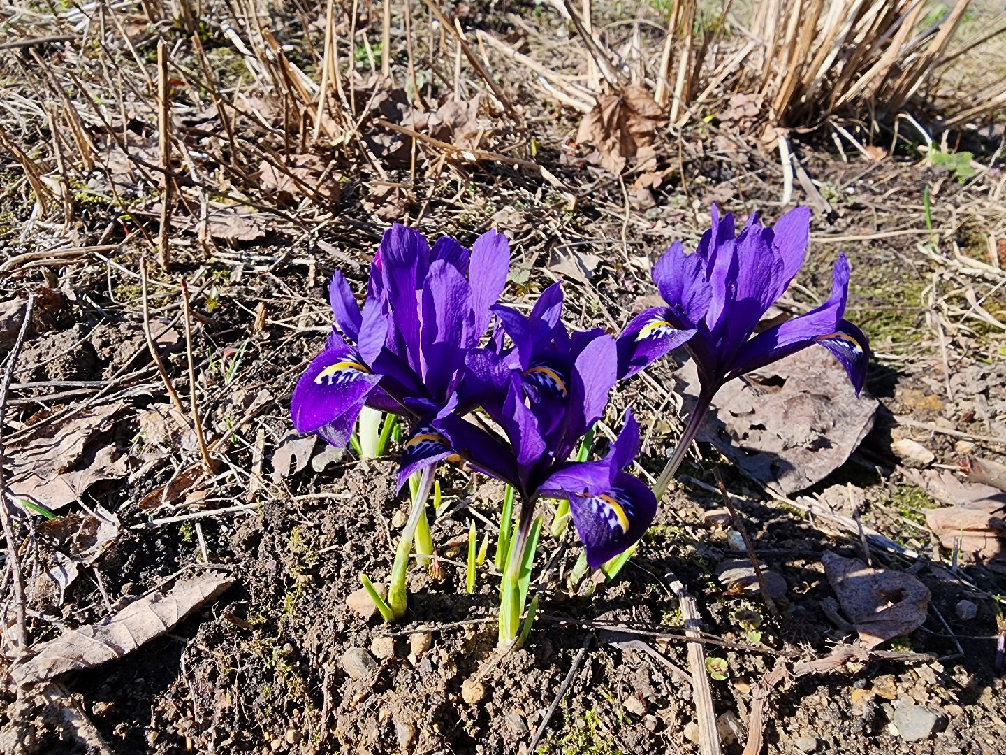 Первоцветы, клумбы, лобня,