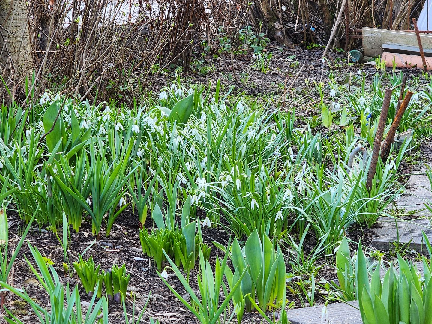 Первоцветы, клумбы, лобня,