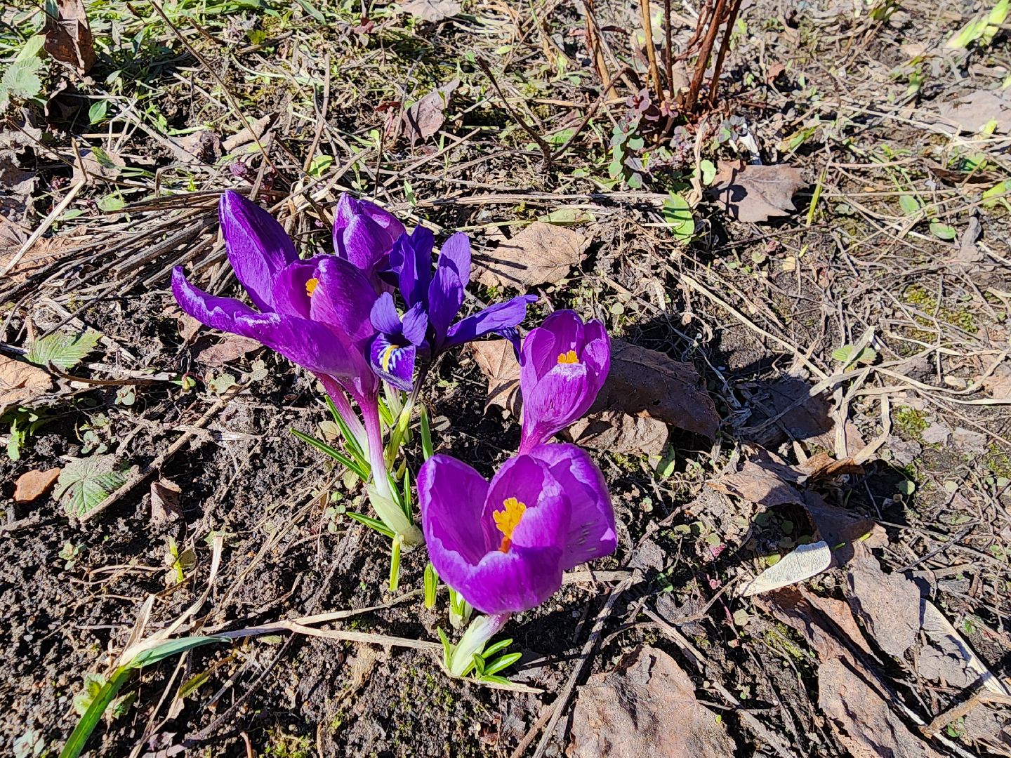 Первоцветы, клумбы, лобня,