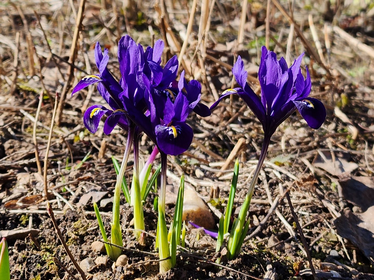 Первоцветы, клумбы, лобня,