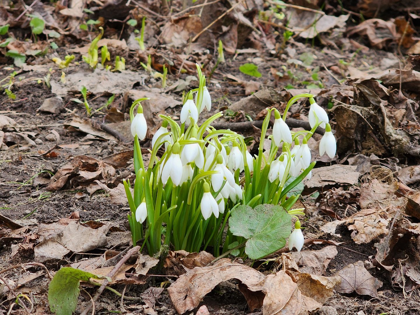 Первоцветы, клумбы, лобня,