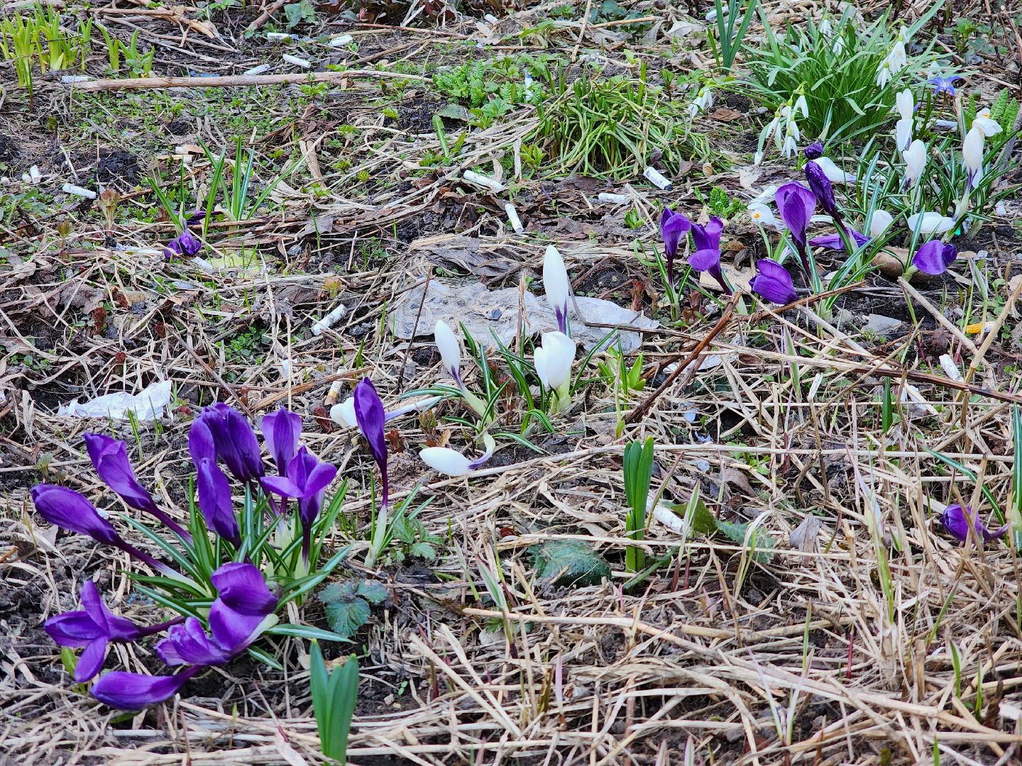 Первоцветы, клумбы, лобня,