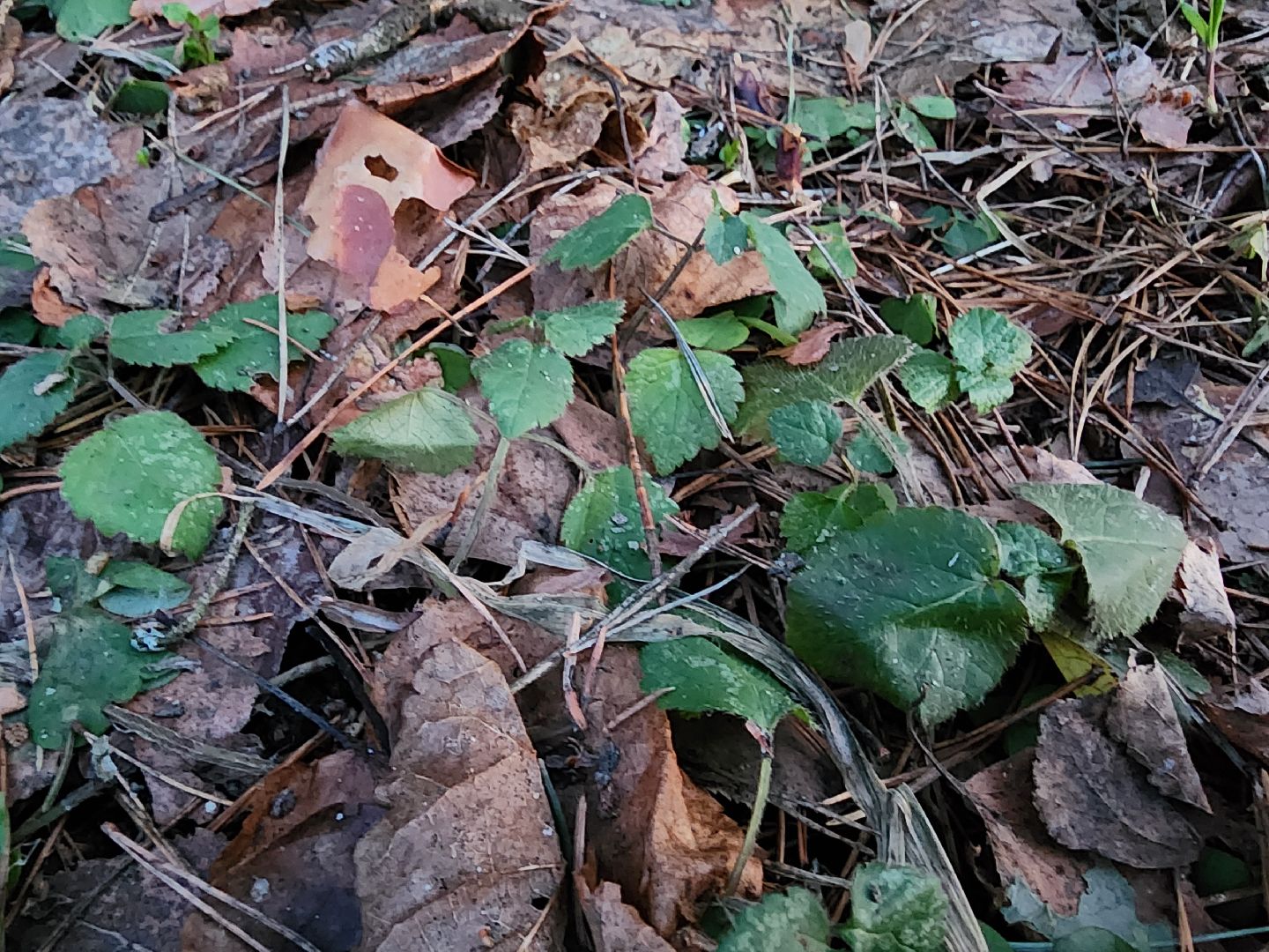 Дубна, Дубненская больница, Эпидемиолог, Клещи, клещевой энцефалит,