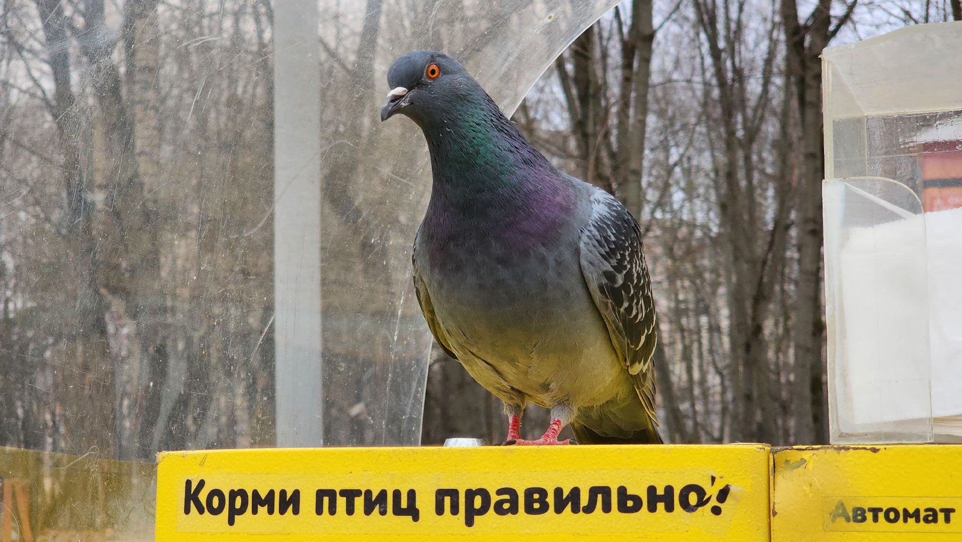 красногорск, день птиц, ивановские пруды, парки красногорска, праздник,