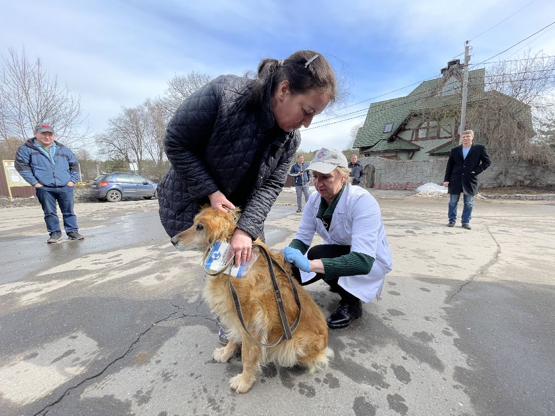 Лапино, Одинцово, ветеринария, вакцинация, бешенство, кошки, собаки,
