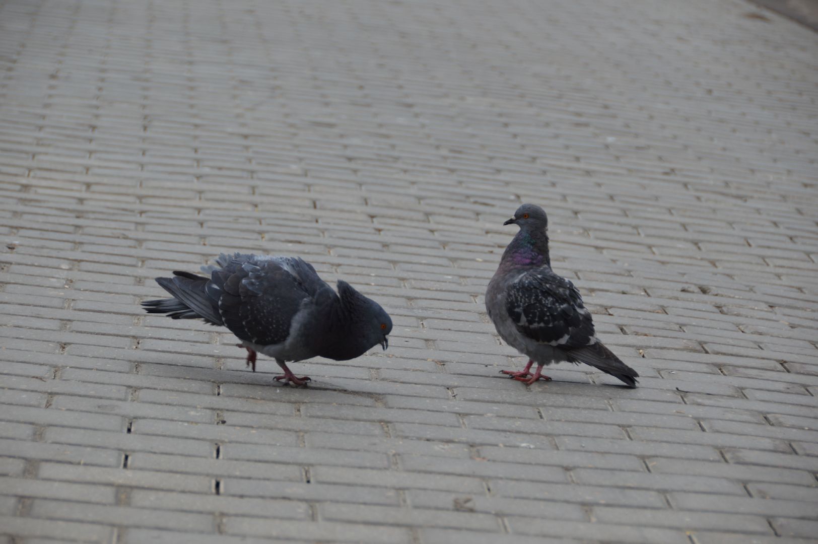 шатура, покормите птиц зимой, парк, парки подмосковья ., парки шатуры, международная акция, кормушки,
