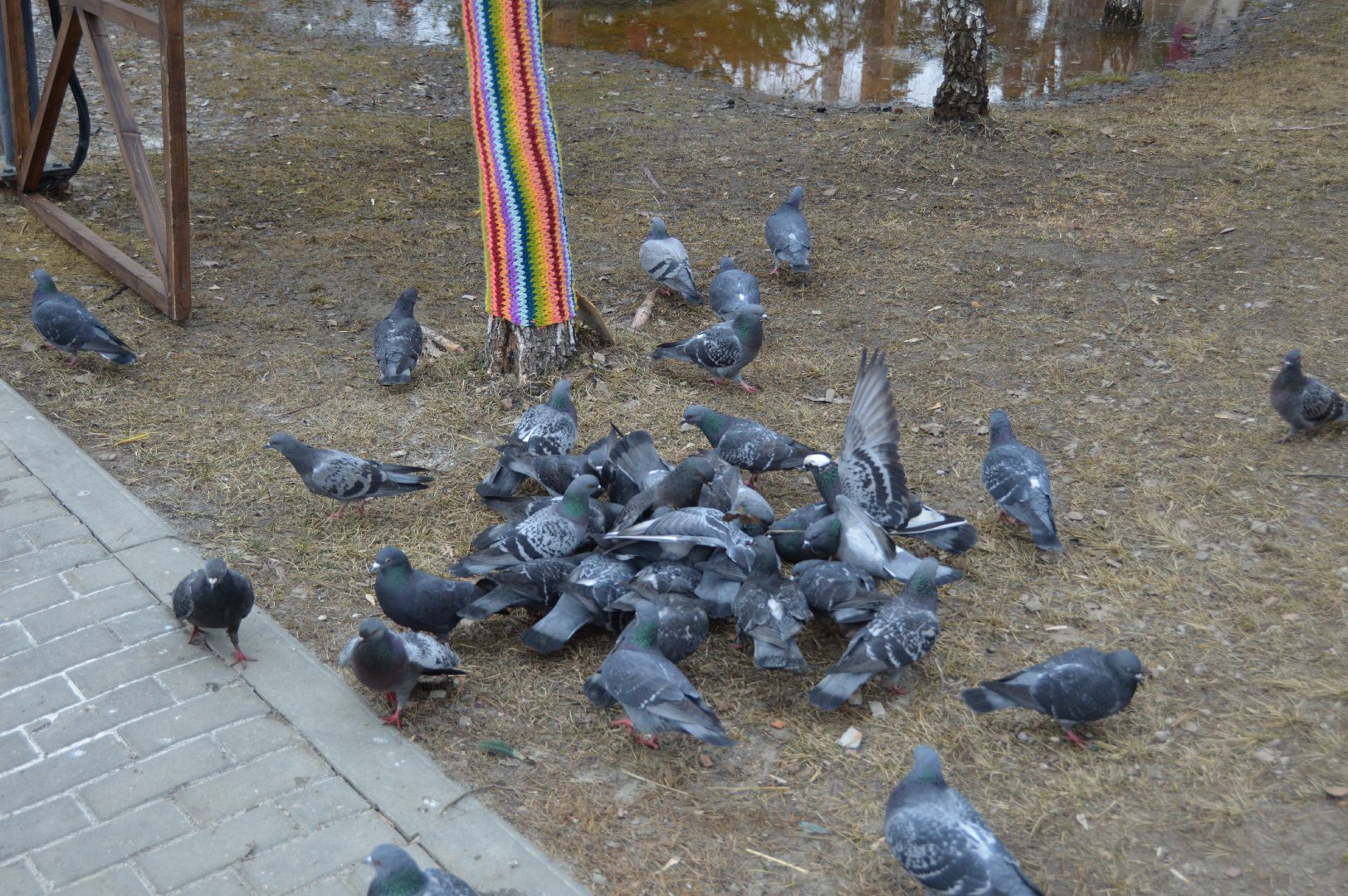 шатура, покормите птиц зимой, парк, парки подмосковья ., парки шатуры, международная акция, кормушки,