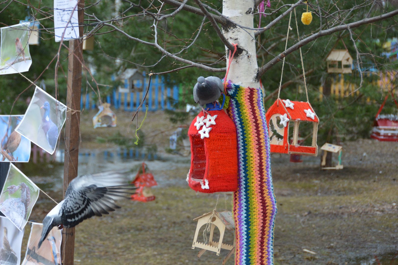 шатура, покормите птиц зимой, парк, парки подмосковья ., парки шатуры, международная акция, кормушки,